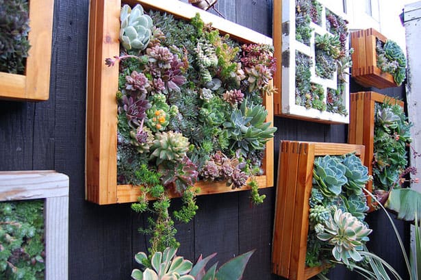 houseplants-can