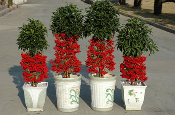 Ardisia Crenata - vianočné rastliny