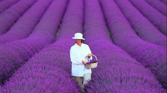 lavender-provence-france