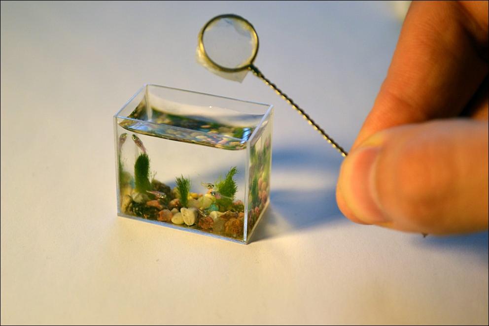 Najmenšie akvárium na svete