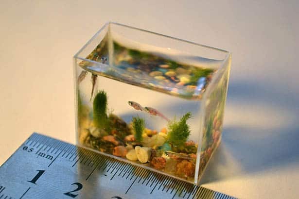 najmenšie akvárium na svete