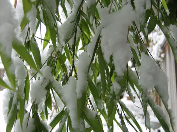 Bambusy v zime