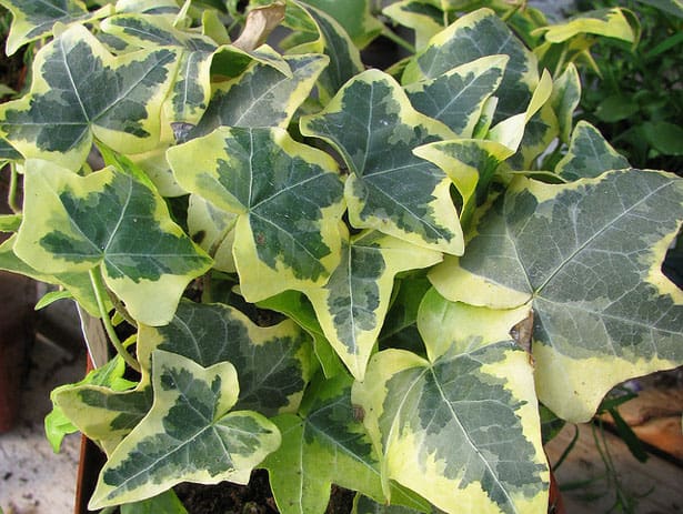 hedera-gold