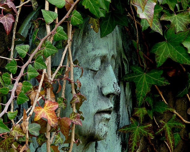 hedera-helix