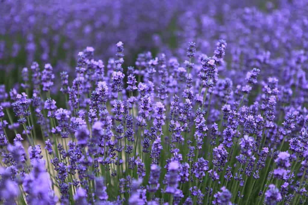 Lavanda