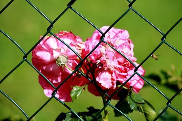 fence-181394_640