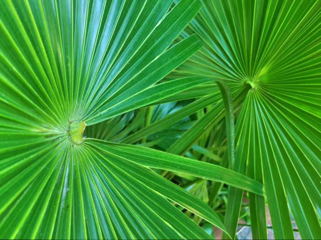 Izbová palma