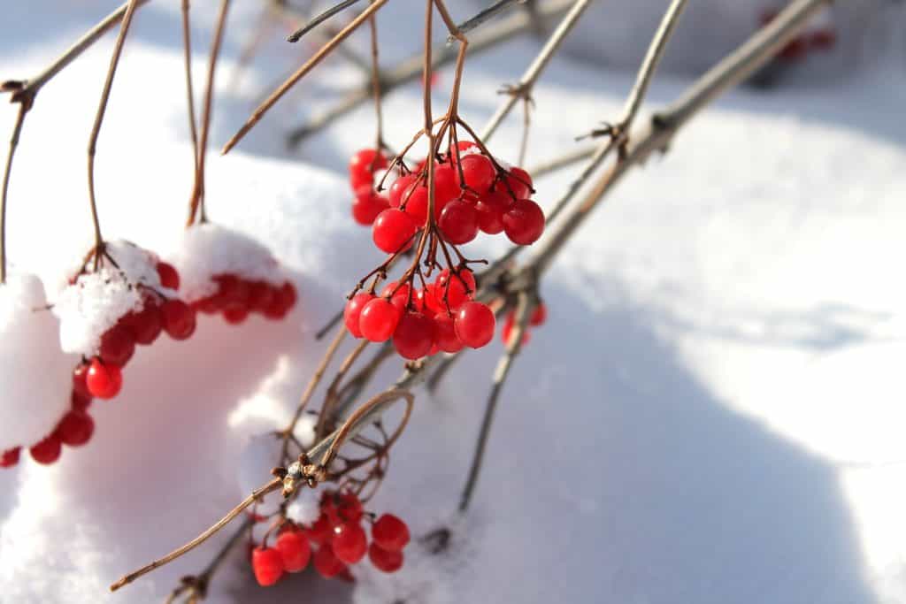 Kalina - dreviny kvitnúce v zime