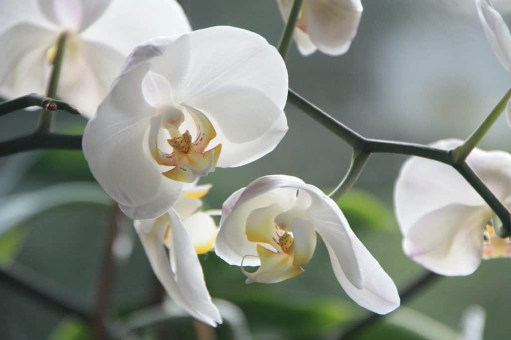Orchidea - kvety do kúpeľne