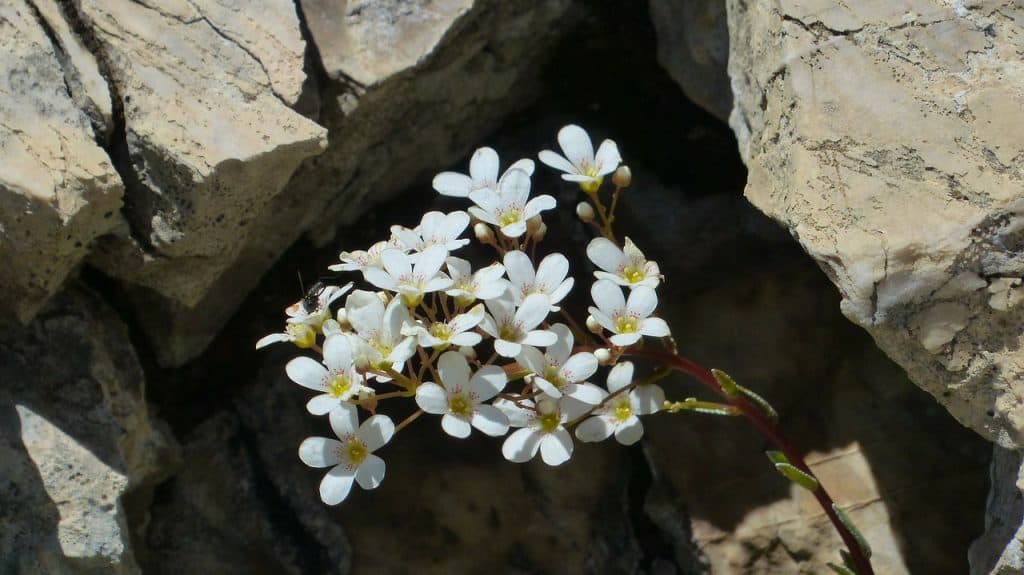 Lomikameň - kvety do skalky