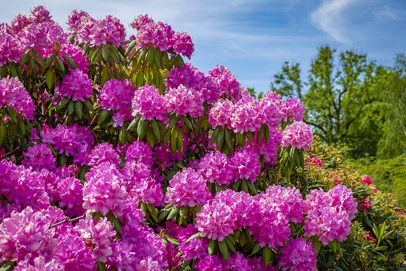 Rododendron Constanze