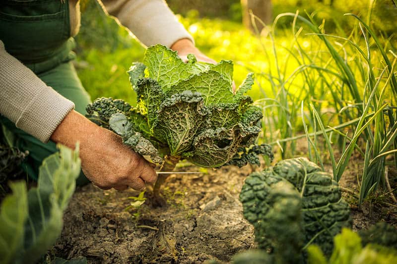 Permakultúrne záhrady - pestovanie zeleniny