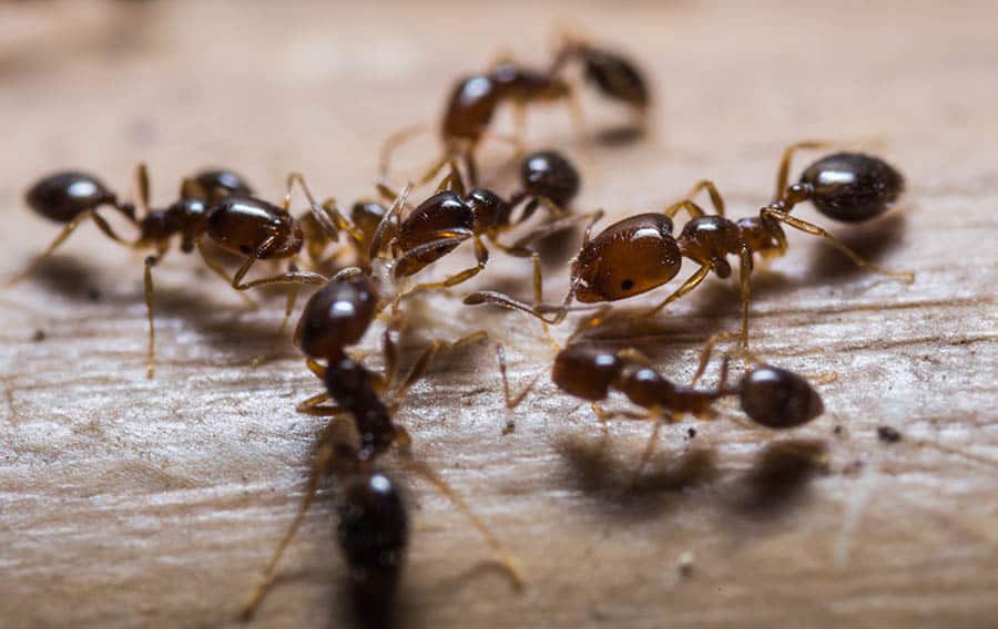 Mravce v byte