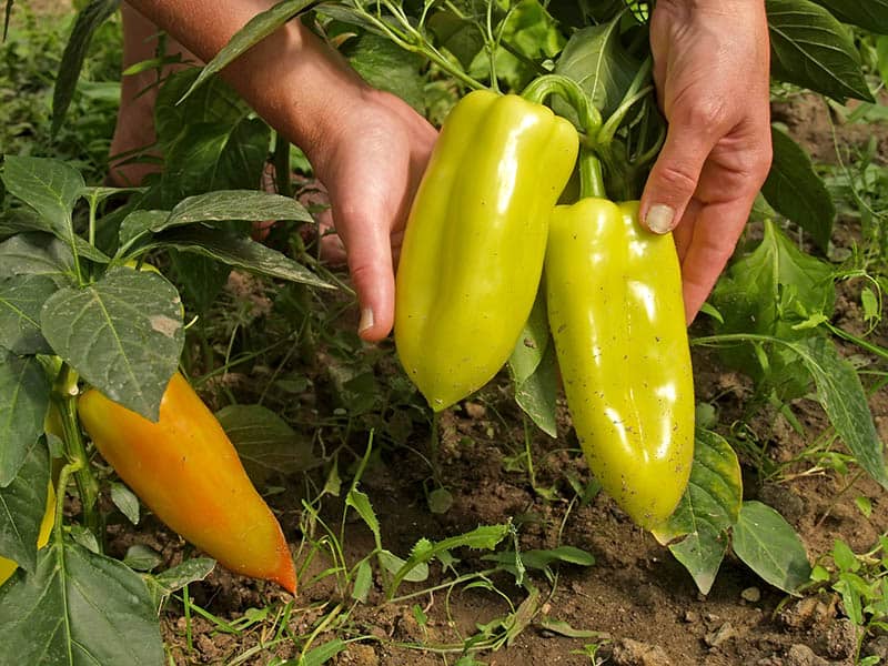 Pestovanie papriky - čo s čím sadiť v záhrade