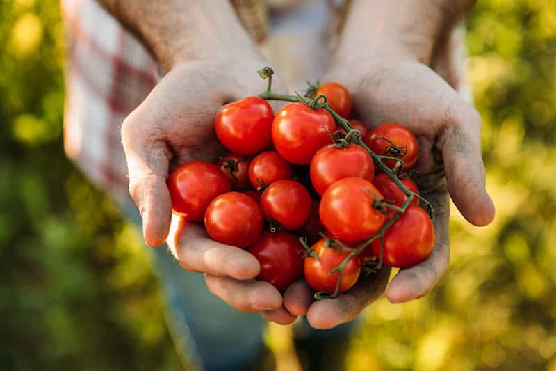 Rajče - sadenie paradajok