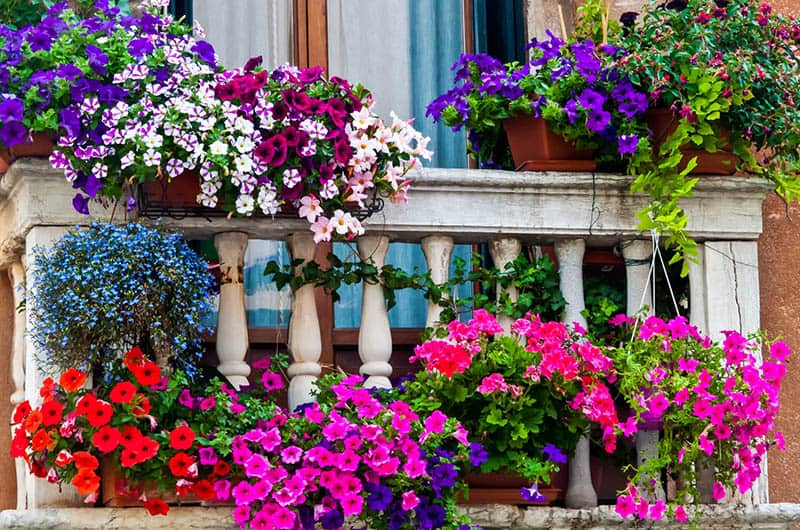 Balkónové kvety