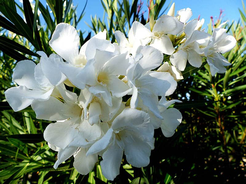 Biely oleander