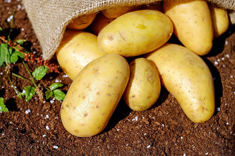 Sadenie zemiakov v záhrade