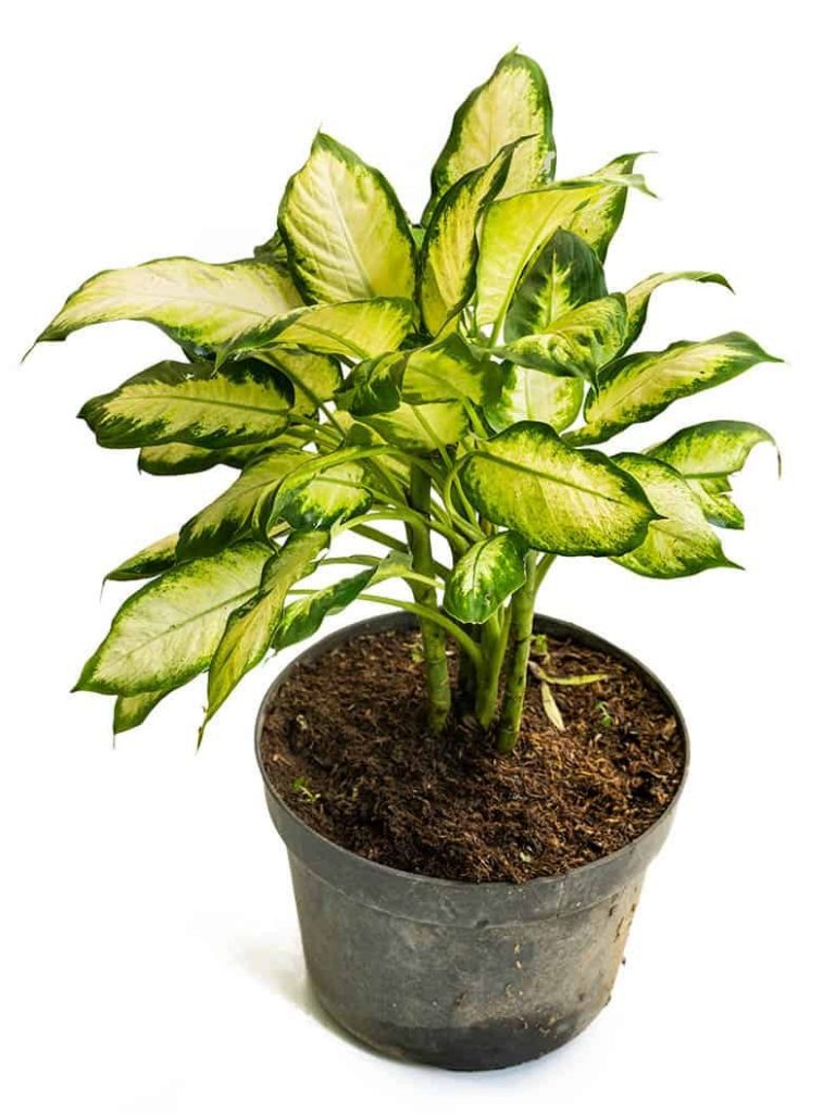 Difenbachia - jedovaté izbové rastliny