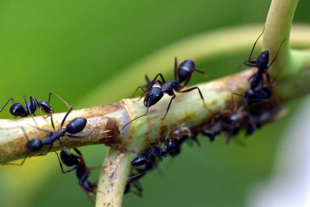 Mravce v záhrade