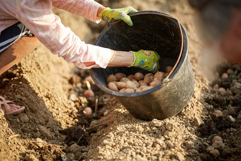 Ako sadiť bataty - sadenie batat