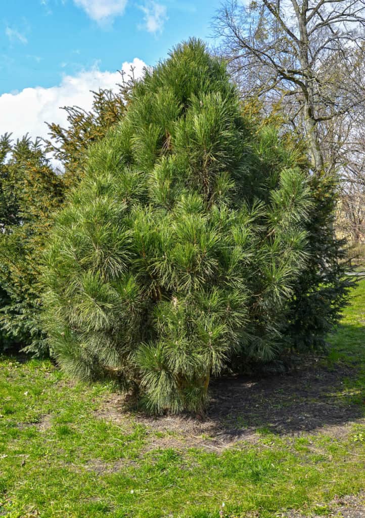 Borovica čierna - Pinus nigra