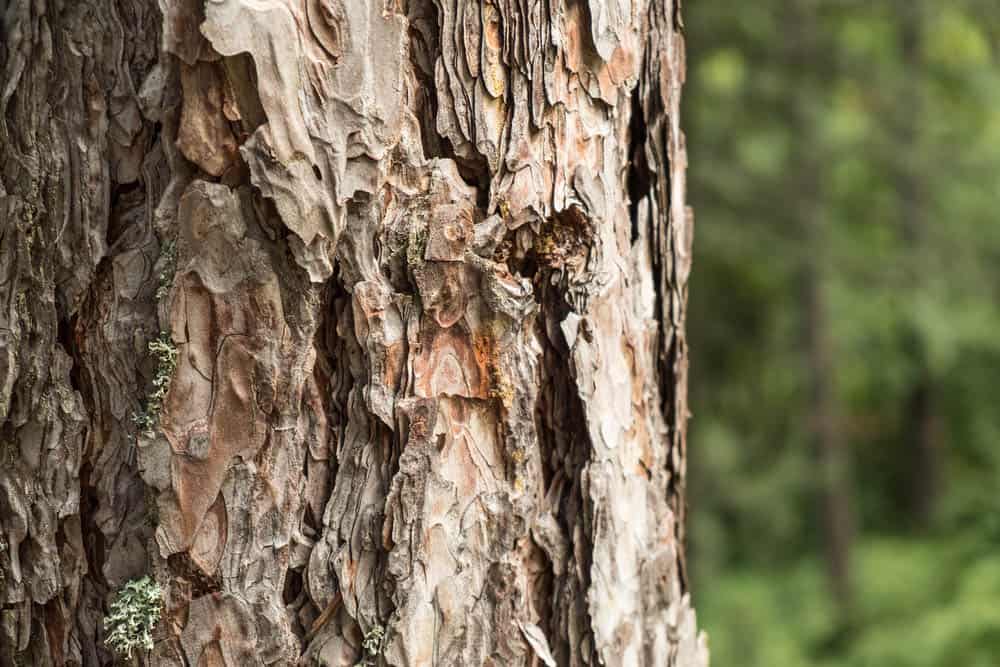 Borovica lesná - Pinus sylvestris