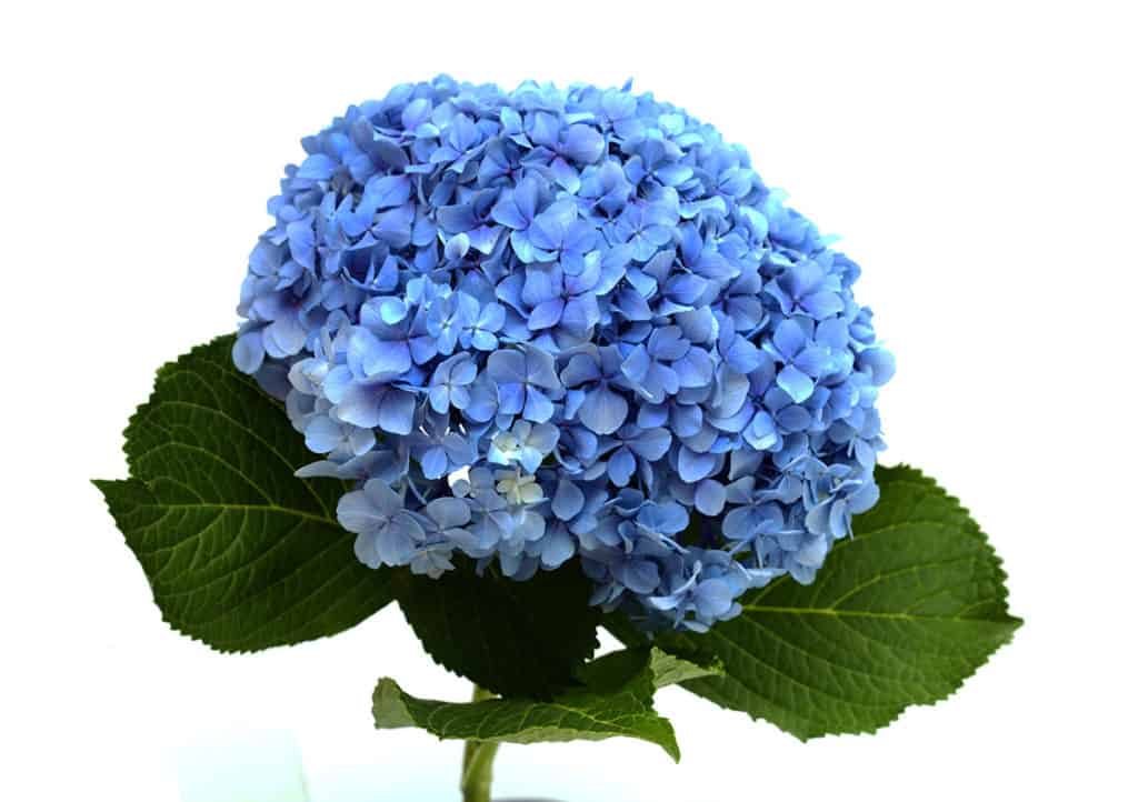 Modrá hortenzia kalinolistá