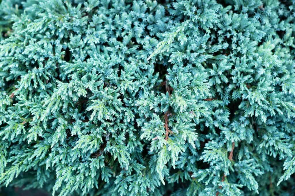 Borievka šupinatá - Juniperus squamata