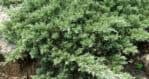 Juniperus-Chinensis-2