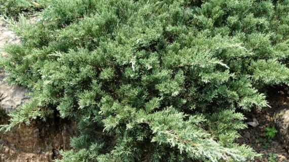 Juniperus-Chinensis-2
